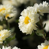 White Chrysanthemum Flowers 1 oz