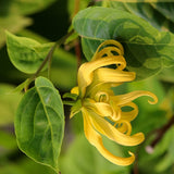 Ylang Ylang Essential Oil