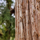 Cedarwood Essential Oil