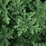 Citronella Essential Oil