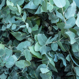 Eucalyptus Essential Oil
