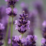 French Lavender Essential Oil