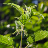 Nettle Leaf 1 oz