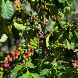 Green Coffee 4 oz