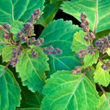 Patchouli Essential Oil