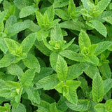 Peppermint Essential Oil