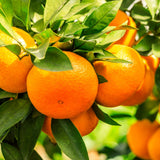 Organic Sweet Orange Essential Oil