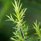 Organic Tea Tree Essential Oil