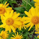 Arnica Flowers 1 oz