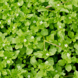 Chickweed Herb c/s 1 oz